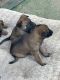 Dutch Shepherd Puppies for sale in Tucson, AZ 85743, USA. price: $250