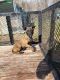 Dutch Shepherd Puppies for sale in Reidsville, North Carolina. price: $500