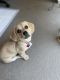 Dutch Smoushond Puppies for sale in Fontana, CA, USA. price: $300