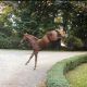 Dutch Warmblood Horses for sale in 854 S Blanchard St, Findlay, OH 45840, USA. price: $550