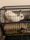 Dwarf Hotot Rabbits for sale in Little Rock, AR, USA. price: $115
