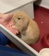 Dwarf Rabbit Rabbits for sale in Los Angeles, CA, USA. price: $125