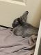 Dwarf Rabbit Rabbits for sale in Bluffdale, UT 84065, USA. price: $120