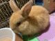 Dwarf Rabbit Rabbits for sale in West Covina, CA, USA. price: $50