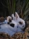 Dwarf Rabbit Rabbits for sale in Walnut, CA, USA. price: $50