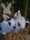 Dwarf Rabbit Rabbits