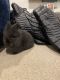 Dwarf Rabbit Rabbits for sale in 1335 Cloverdale Rd, Tuscaloosa, AL 35401, USA. price: NA