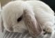 Dwarf Rabbit Rabbits for sale in Los Angeles, CA, USA. price: $150