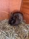 Dwarf Rabbit Rabbits for sale in Deep River, CT 06417, USA. price: NA