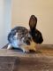 Dwarf Rabbit Rabbits for sale in North Branford, CT 06471, USA. price: NA