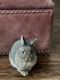 Dwarf Rabbit Rabbits for sale in Houston, TX, USA. price: NA