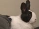 Dwarf Rabbit Rabbits for sale in 580 Thompson Ave, Donora, PA 15033, USA. price: NA