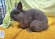 Dwarf Rabbit Rabbits for sale in Woodland Hills, Los Angeles, CA, USA. price: NA