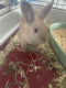 Dwarf Rabbit Rabbits for sale in North Port, FL, USA. price: NA