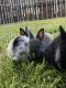Dwarf Rabbit Rabbits for sale in Frisco, TX 75033, USA. price: NA