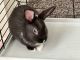 Dwarf Rabbit Rabbits for sale in Albuquerque, NM, USA. price: NA