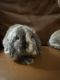 Dwarf Rabbit Rabbits for sale in Santa Clarita, CA, USA. price: $80