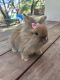 Dwarf Rabbit Rabbits for sale in Austin, TX, USA. price: $200