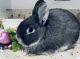 Dwarf Rabbit Rabbits for sale in Anaheim, California. price: $85