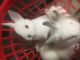 Dwarf Rabbit Rabbits for sale in Angola, IN 46703, USA. price: NA