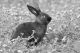 Dwarf Rabbit Rabbits for sale in Andalusia, AL, USA. price: NA