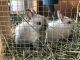 Dwarf Rabbit Rabbits for sale in Baldwin Park, CA, USA. price: $60