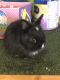Dwarf Rabbit Rabbits for sale in Newark, NJ 07105, USA. price: NA