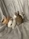 Dwarf Rabbit Rabbits for sale in Los Angeles, CA, USA. price: NA