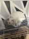 Dwarf Rabbit Rabbits for sale in Derry, NH 03038, USA. price: $45