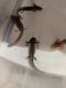 Dwarf Salamander Amphibians