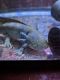 Dwarf Salamander Amphibians