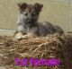 Eastern German Shepherd/ Huskie Puppies