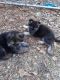 East German Shepherd Puppies for sale in Cottageville, SC 29435, USA. price: NA