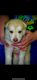 East German Shepherd Puppies for sale in Elkville, Illinois. price: $200