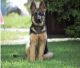 East German Shepherd Puppies for sale in Bellaire, TX 77401, USA. price: NA