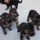 East German Shepherd Puppies for sale in Oildale, CA 93308, USA. price: NA