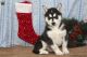East Siberian Laika Puppies for sale in California St, San Francisco, CA, USA. price: NA