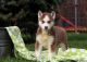 East Siberian Laika Puppies for sale in California St, San Francisco, CA, USA. price: NA