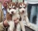 East Siberian Laika Puppies for sale in Aberdeen, WA 98520, USA. price: NA