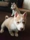 East Siberian Laika Puppies for sale in Village of Nagog Woods, MA 01718, USA. price: NA