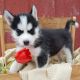 East Siberian Laika Puppies for sale in Los Angeles, CA, USA. price: NA