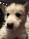 East Siberian Laika Puppies for sale in Southfield, MI, USA. price: NA