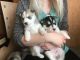East Siberian Laika Puppies for sale in Colorado Springs, CO, USA. price: NA