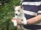 East Siberian Laika Puppies for sale in Alaska Range, Alaska, USA. price: NA