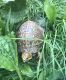 Eastern Box Turtle Reptiles for sale in West Irvine, KY 40336, USA. price: $180