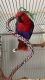 Eclectus Parrot Birds for sale in Tampa, FL, USA. price: $3,500