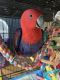 Eclectus Parrot Birds for sale in Houston, TX 77062, USA. price: $2,900