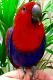 Eclectus Parrot Birds for sale in Buffalo, NY, USA. price: NA