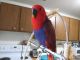 Eclectus Parrot Birds for sale in Rochester, NY, USA. price: NA