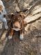Elo Puppies for sale in Fellsmere, FL, USA. price: NA